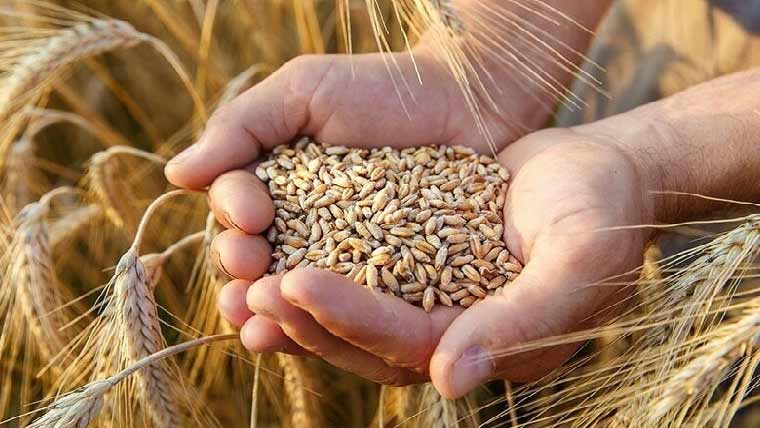 5 لاکھ میٹرک ٹن گندم مسابقتی بولی کے ذریعے بیچنے کی منظوری 