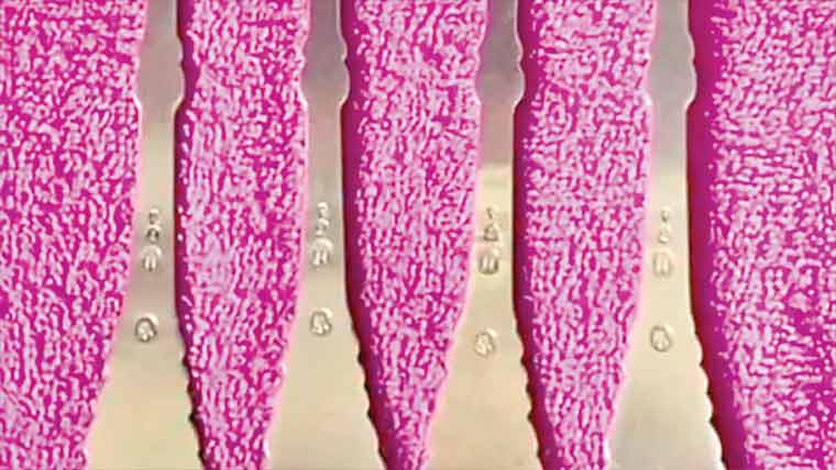  وائرل تصویر لوگوں کے ذہن گھمانے کا باعث بن گئی 