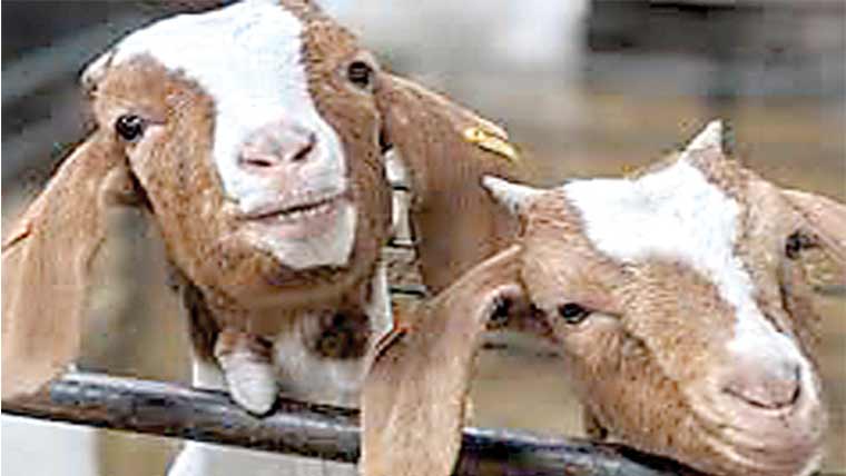 گھر اور ڈیرے سے 2چوری 