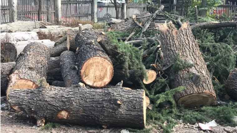 والٹن روڈ :ماڈل کالونی قبرستان میں درختوں کی غیرقانونی کٹائی 