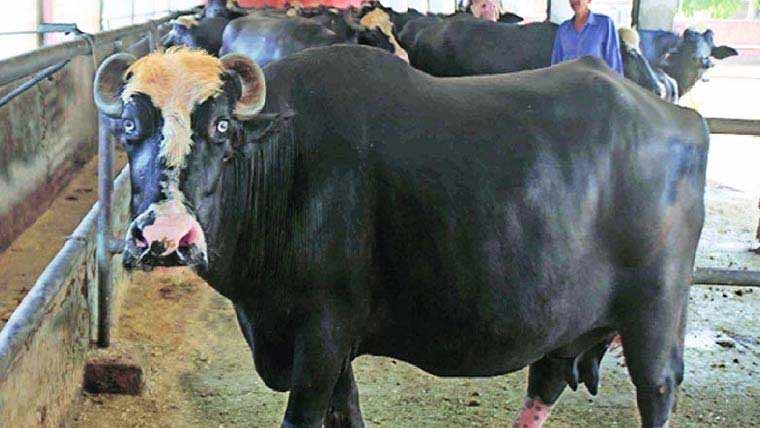 مویشیوں کے انخلا کے نام پر کرپشن مقدمات کا اعلان