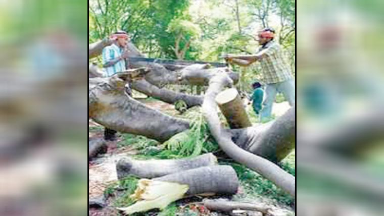 درختوں کی کٹائی ، لکڑی چوری ناکام