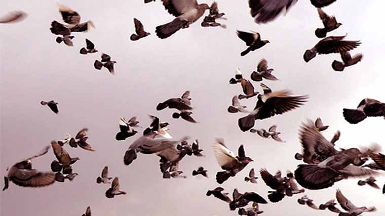 سرگودھا: پتنگ بازی ڈرون کبوتر اڑانے پر پابندی