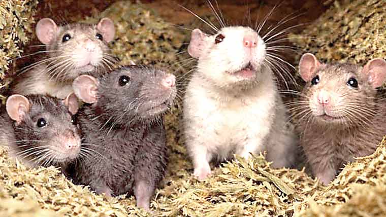 چوہوں نے 200 کلو چرس کھا کر ملزم رہا کروا دیا