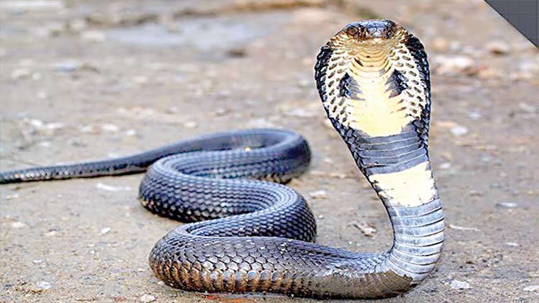  گھر سے 3سانپ نکل آئے 