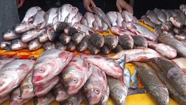 شدید سردی : مچھلی منڈیوں میں رش، قیمتیں دگنی ہو گئیں