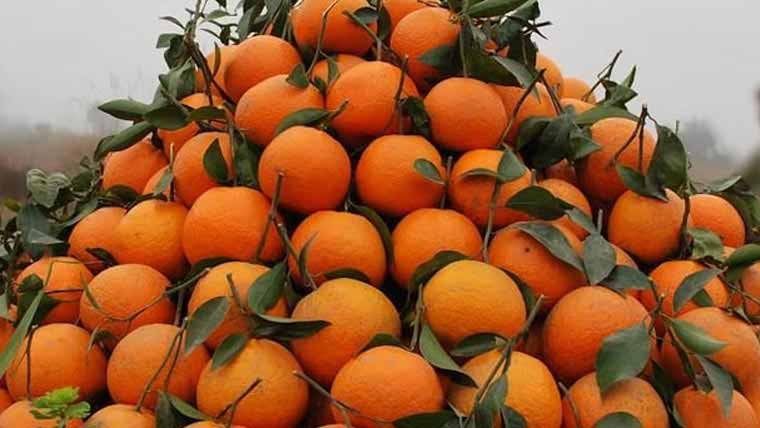 دسمبر میں 60ہزار ٹن کینو برآمد، 2 کروڑ 90لاکھ ڈالر زرمبادلہ حاصل