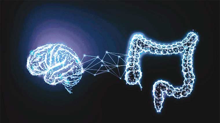 معدے میں موجود بیکٹیریا دماغی افعال کے لیے اہم 