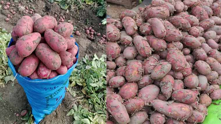  آلو کی فصل زیادہ، نرخ انتہائی کم،17 روپے کلو تک فروخت