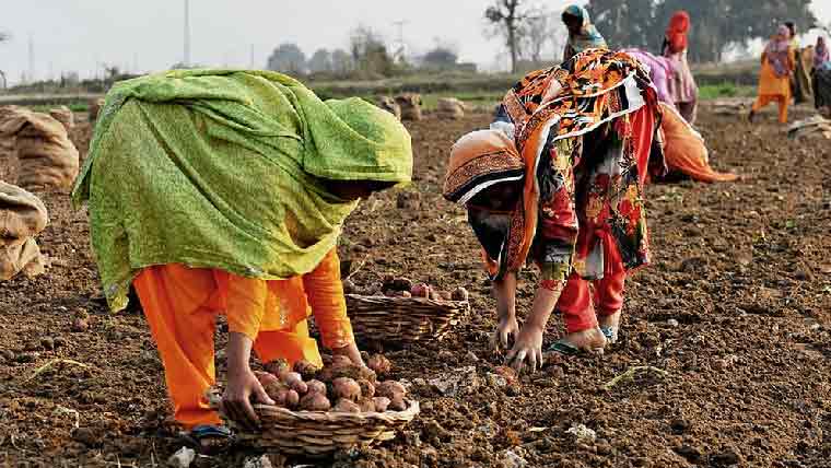  آلوکی فصل زیادہ ،نرخ انتہائی کم،17روپے کلوتک فروخت