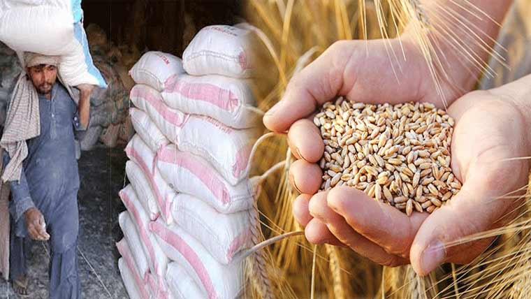 ملزمالکان سستی گندم خرید کر آٹا مہنگا فروخت کرنے لگے 10کلوتھیلے کی سپلائی انتہائی کم