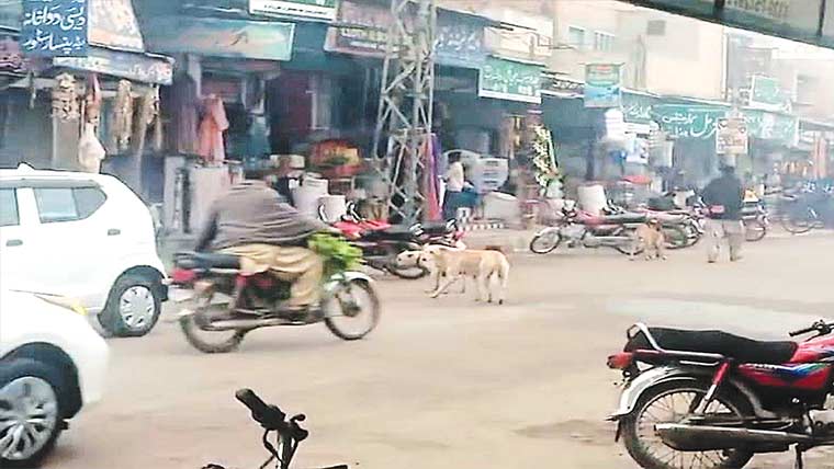 شورکو ٹ چھاؤ نی:گلیوں میں آوارہ کتوں کی بھرمار، شہری خوفزدہ