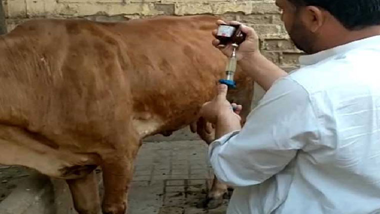 گجرات:مویشیوں کے تحفظ  کیلئے ویکسی نیشن مہم جاری