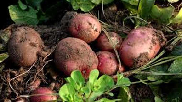 پاکستانی آلو کیلئے روسی منڈیاں دوبارہ بحال کرنے کی تیاری