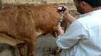 گجرات:مویشیوں کے تحفظ  کیلئے ویکسی نیشن مہم جاری