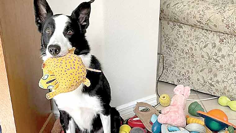 ذہین کتے انسانوں کی گفتگو سن کر نئے الفاظ سیکھتے ہیں 