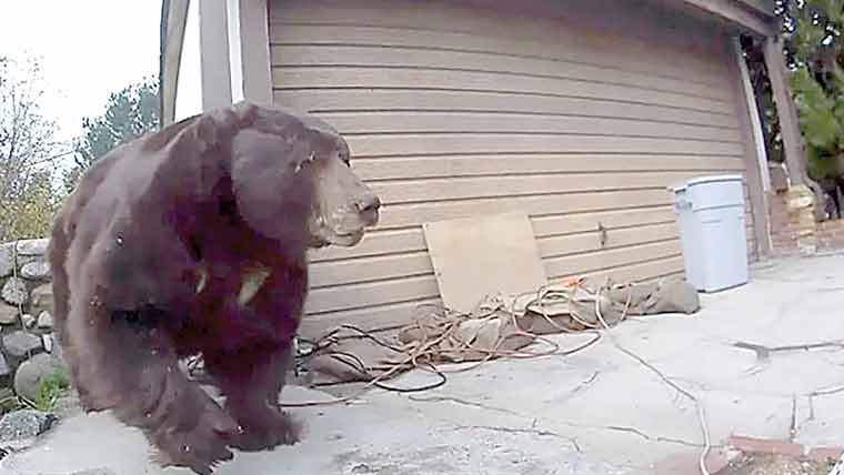 امریکا:ریچھ 37دن بعد گھر کے تہہ خانے سے نکال دیا گیا