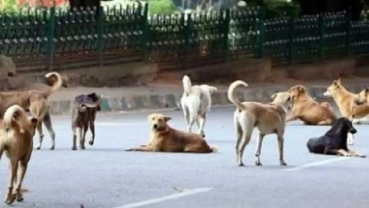 شیخوپورہ:آوارہ کتوں نے  3شہری بھنبھوڑ کر زخمی کردئیے