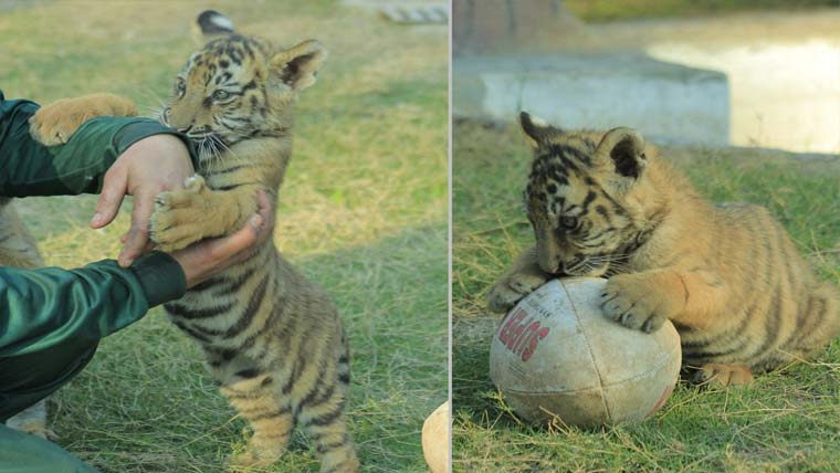 پشاور، چڑیا گھر میں خوشیوں کی آمد، ننھے بنگال ٹائیگرز توجہ کا مرکز