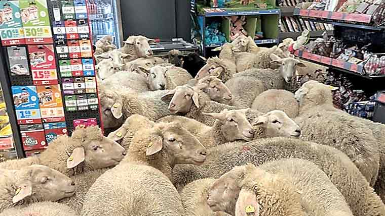 جرمنی50بھیڑوں کا جتھہ سپر مارکیٹ میں گھس گیا 
