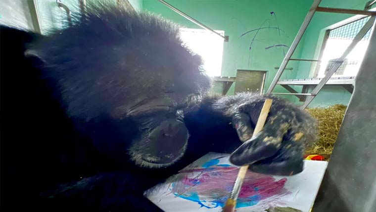 جاپان کی ’’ذہین‘‘چمپنزی اے آئی 49 سال کی عمر میں چل بسی 