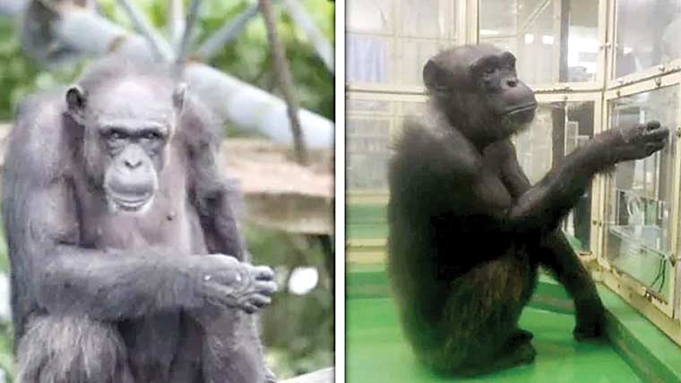 غیر معمولی ذہانت،یادداشت رکھنے والی جاپانی چمپینزی مر گئی