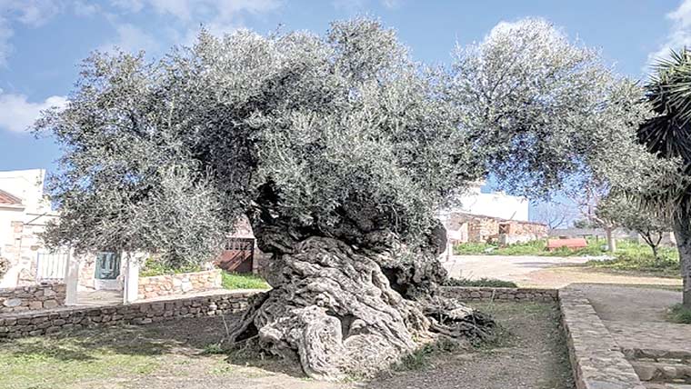 یونان ہزاروں سال پراناپھلد ار درخت آج بھی موجود 