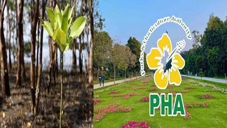 سوا سال میں صرف 1فیصد رقبے پر شجر کاری: ماحولیاتی آلودگی کم کرنے کا منصوبہ ٹھپ 