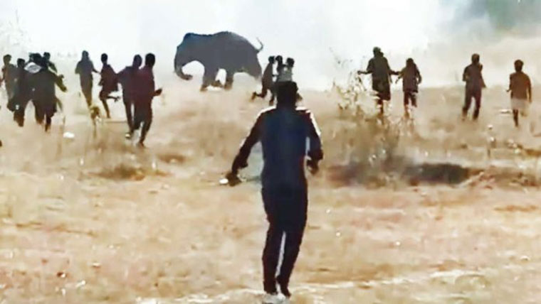 بھارت :جنگلی ہاتھی کے حملے  9روز میں 20افراد ہلاک