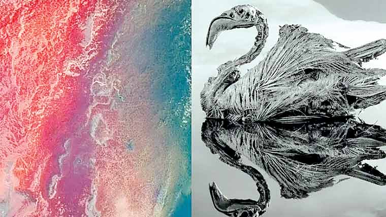 دنیا کی انوکھی جھیل جسے چھونے والا پتھر کا بن جاتا ہے