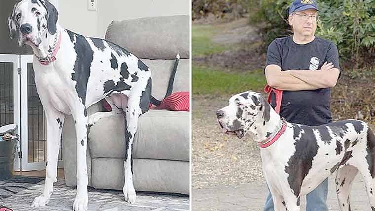 امریکا میں دنیا کاکے سب سے قد آور کتے کا ورلڈ ریکارڈ