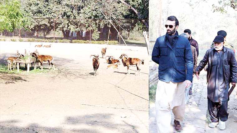  ڈپٹی کمشنر عمر عباس میلہ کا وائلڈ  لائف پارک بھاگٹ کا دورہ 