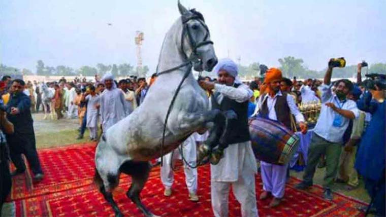  حکومت کا 26 مارچ کو ہارس اینڈ کیٹل شو کرانے کا فیصلہ 