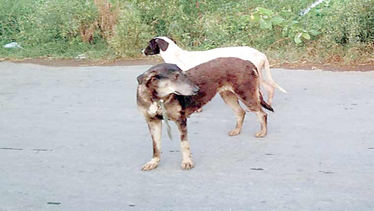 آوارہ کتوں کی تلفی ،ٹیمیں تشکیل