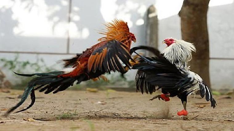 مرغوں کی لڑائی پر جوا کروانے  والے 10 افراد گرفتار