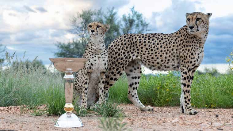  ورلڈکپ ٹرافی انڈر 19 کا  چیتوں کے ساتھ فوٹو شوٹ وائرل