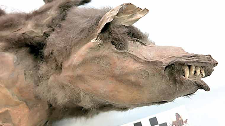  منجمد بھیڑیے کے پیٹ سے گینڈے کے گوشت کا ٹکڑا دریافت 