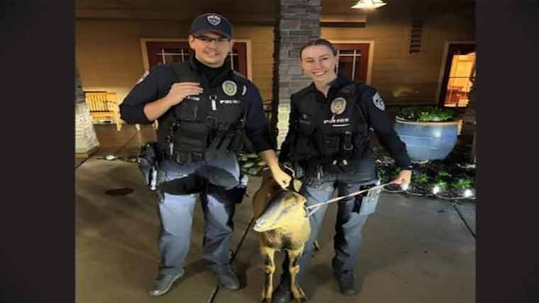 امریکا:ریٹائرمنٹ ہوم میں گھسنے کی کوشش، بکری گرفتار