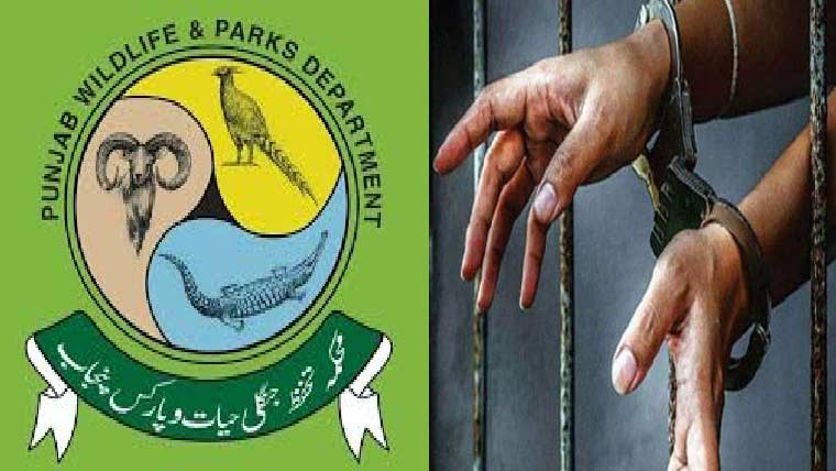  وائلڈ لائف کے 5 میٹ  سپلائرز اور سمگلرز گرفتار 