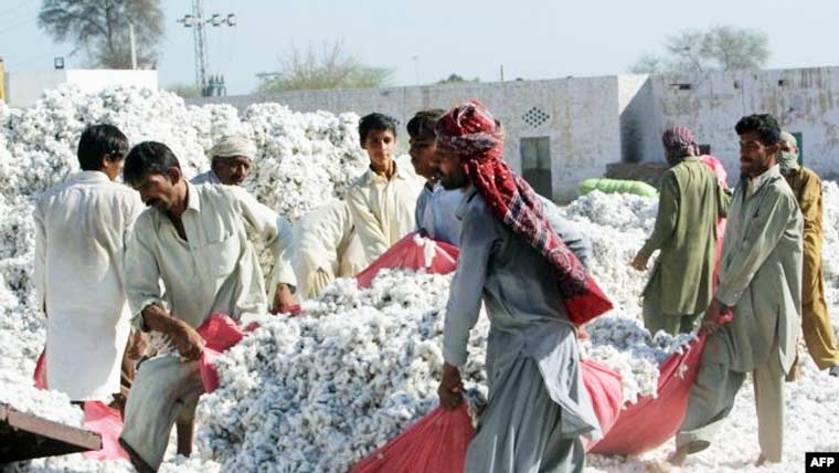 کپاس کی پیداوار 7ہزار بیلز زائد ، سندھ میں 4فیصد اضافہ 