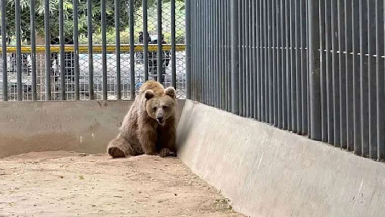 چڑیا گھر سے مادہ ریچھ کی منتقلی ، متعلقہ حکام کو نوٹس