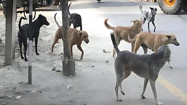 ڈسکہ :شاہراہوں ،سرکاری دفاتر میں آوارہ کتوں کی بھرمار