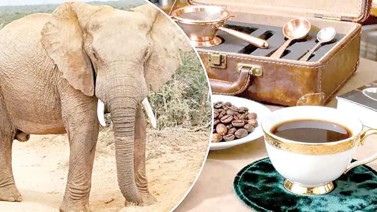 ہاتھی کے گوبر سے تیار بے حد پسند کی جانے والی کافی 