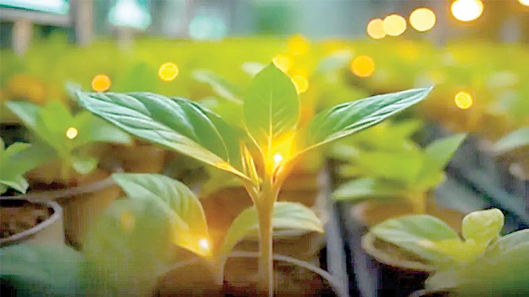 پودوں کے سانس لینے کا عمل دیکھنا ممکن ہوگیا،نئی تحقیق