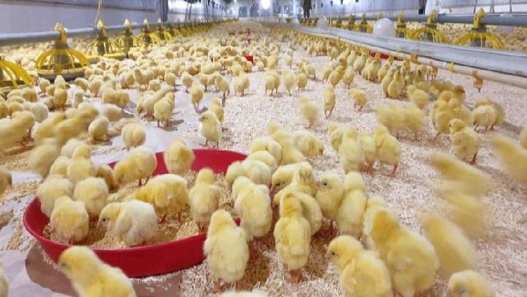 چوزے پرڈیوٹی برقرار،برائلرگوشت مزیدمہنگاہونے کا امکان