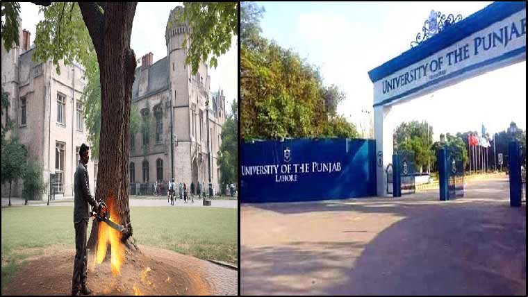 پنجاب  یونیورسٹی:45قیمتی  درختوں  کی  کٹائی:پی ایچ اے  کی  تحقیقات  میں  انکشاف