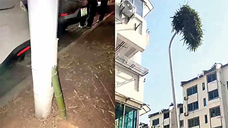 چین میں سٹریٹ لائٹ کے کھمبے میں بانس اگ گیا 