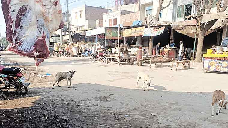 پینسرہ : نیو سبز منڈی میں آوارہ کتوں کی بھرمار، شہری خوفزدہ