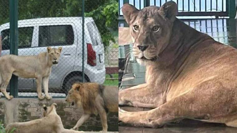 وائلڈ لائف کی نااہلی، شیر کا حملہ، ویٹرنری افسر زخمی 