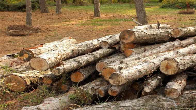  سرکاری جنگلات غیر قانونی کٹائی سے تباہی کے دہانے پر